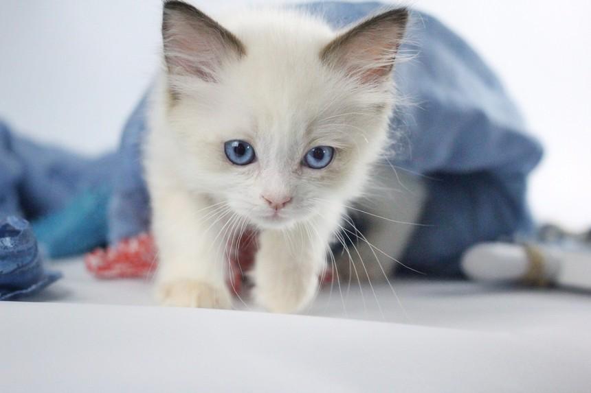 母猫到底该不该做绝育