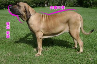 巴西菲勒犬咬人厉害不