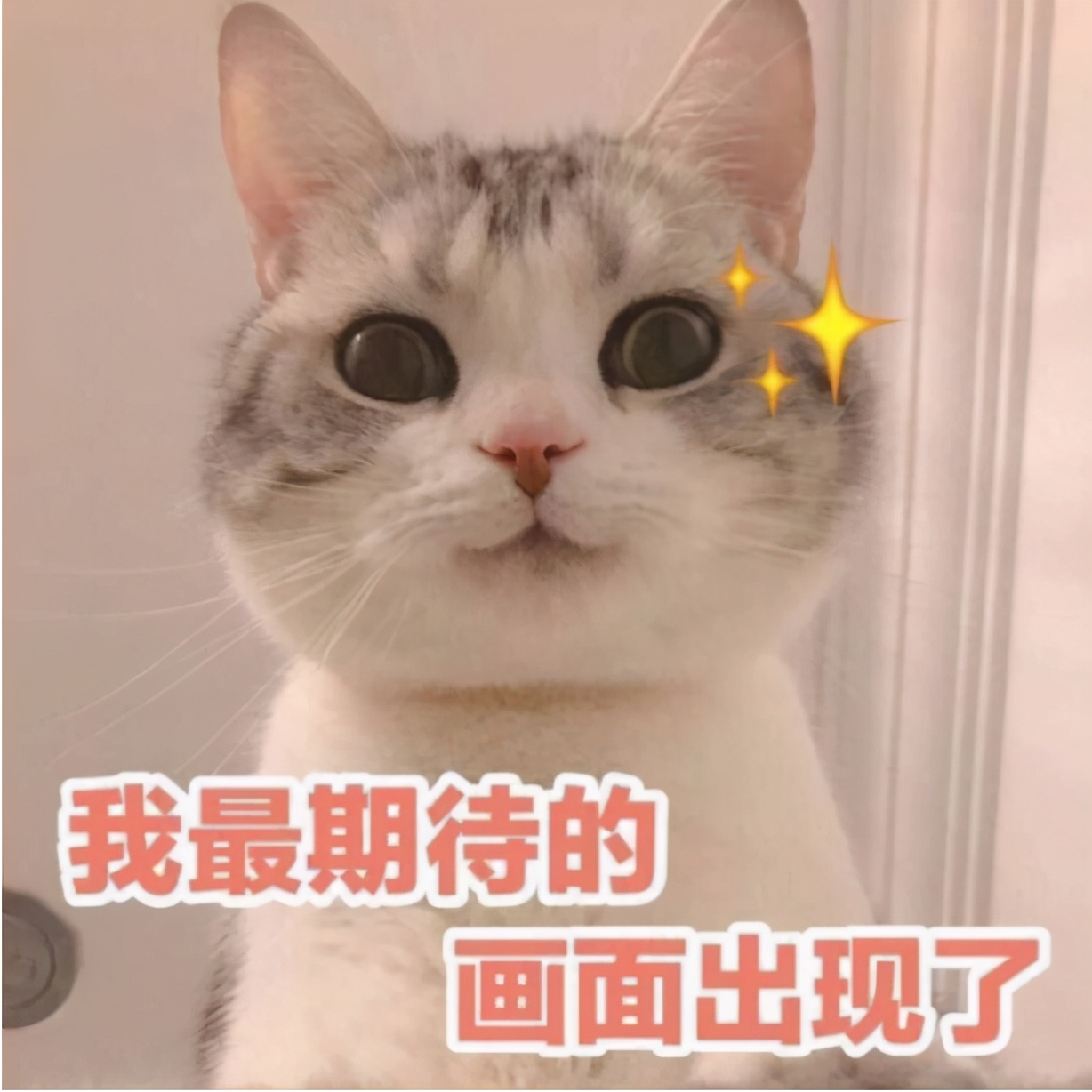 宠物猫的饲养方法