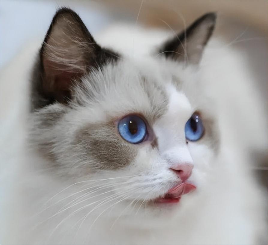 布偶猫眼睛浅蓝色是不是不纯