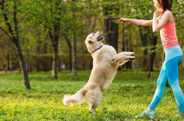 新手训狗的方法大全