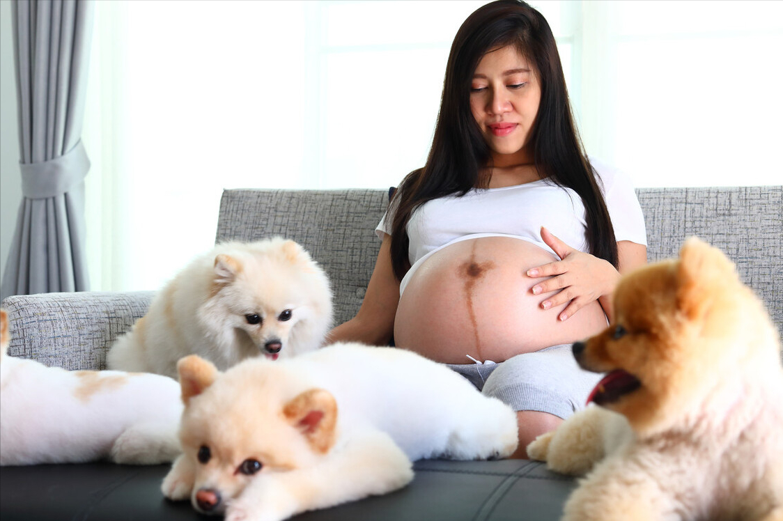 小型博美犬好养吗