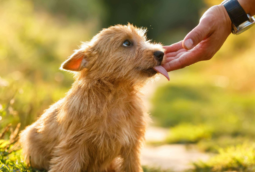 狗舔人的原因有哪些