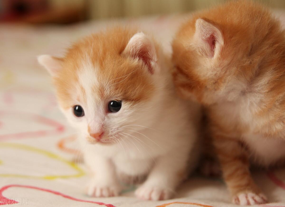 家养的猫需要打狂犬疫苗吗