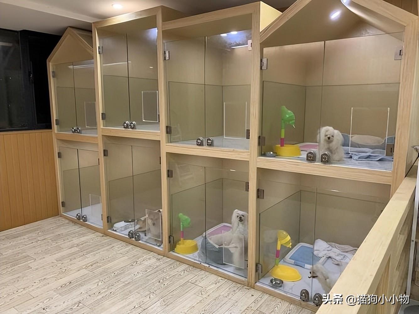 宠物店买小狗需要注意什么