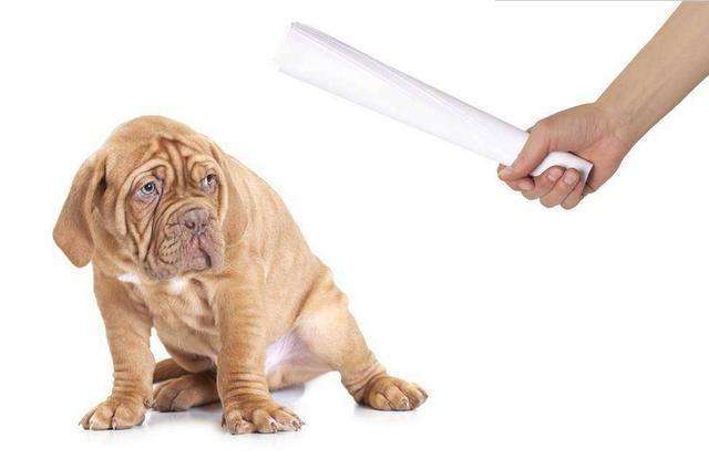 宠物狗训练的方法