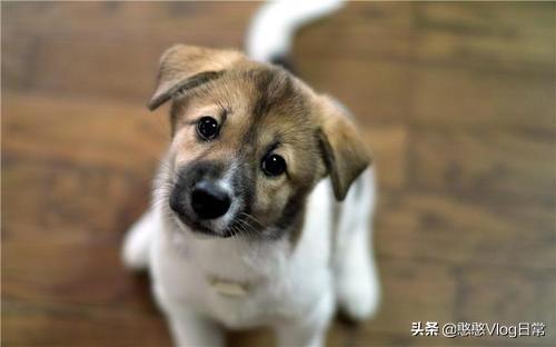 如何训练狗狗谢谢