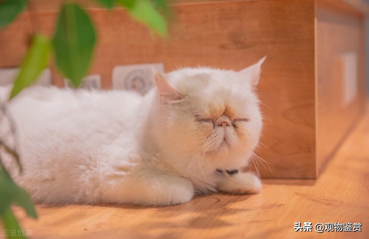 加菲猫属于什么猫