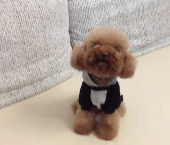 泰迪能不能听得懂我们说话