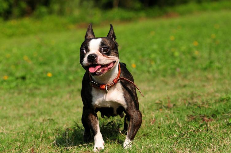 纽波利顿犬厉害吗