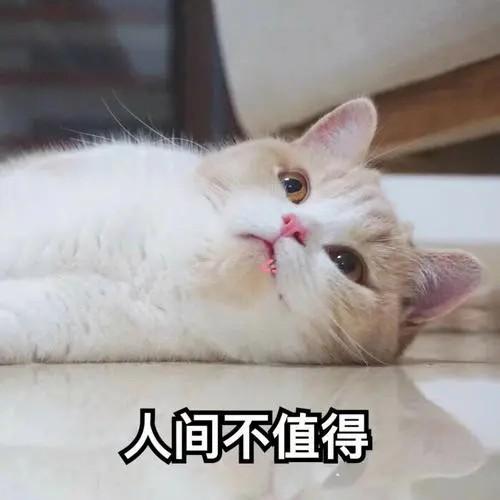 猫抑郁会有什么表现