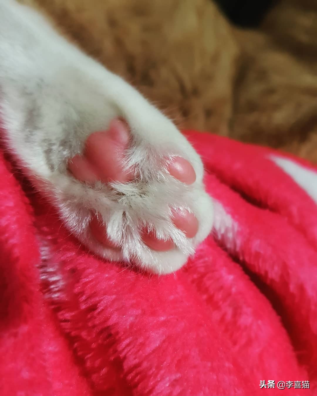 猫咪肉垫有什么用