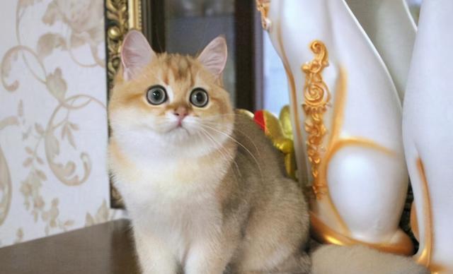 短毛猫大约多少钱一只