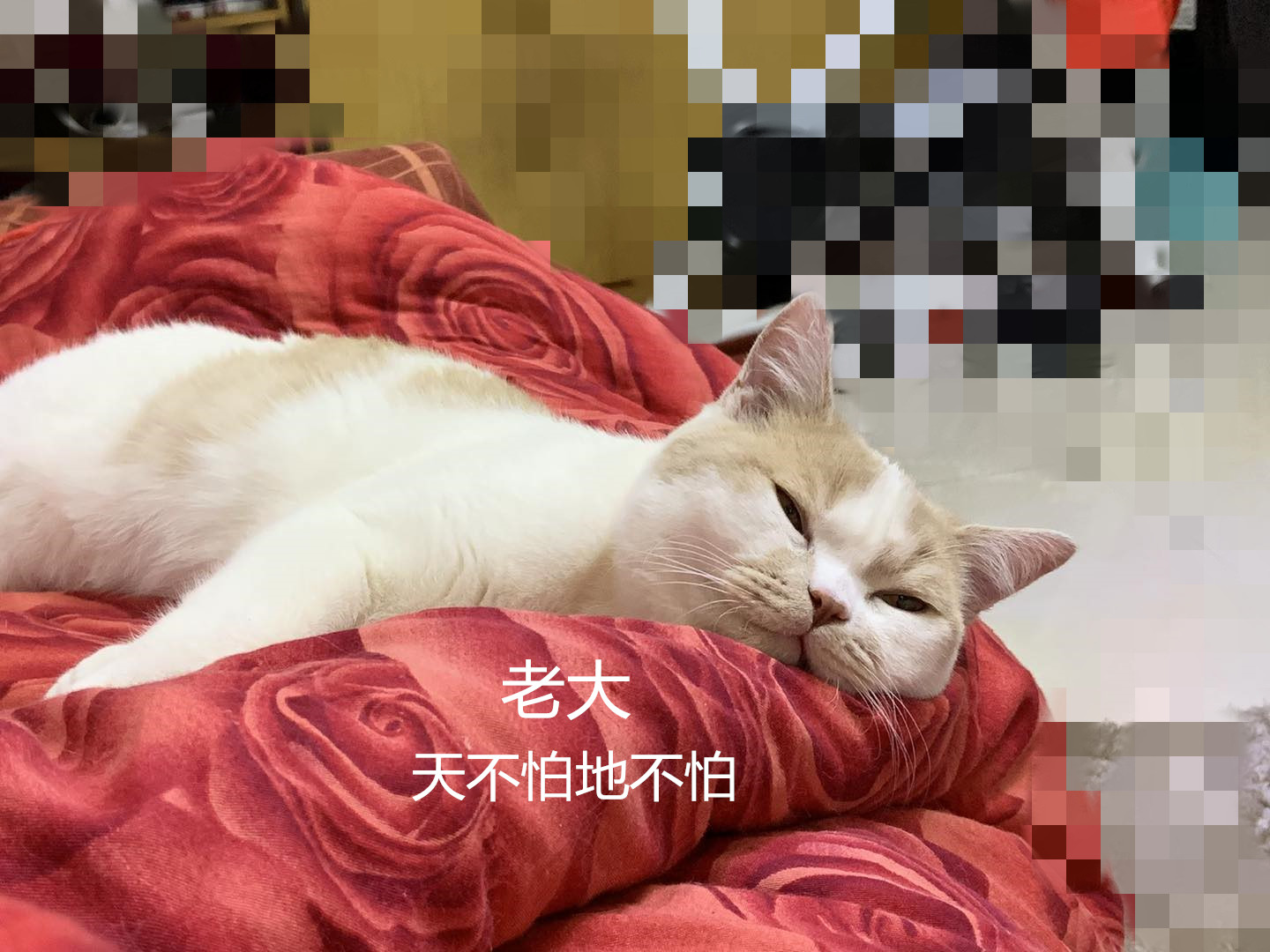二个月大的猫咪怎么养