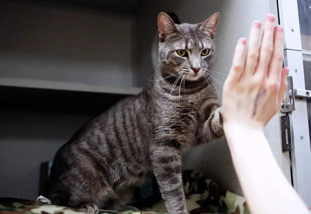 幼猫如何训练动作