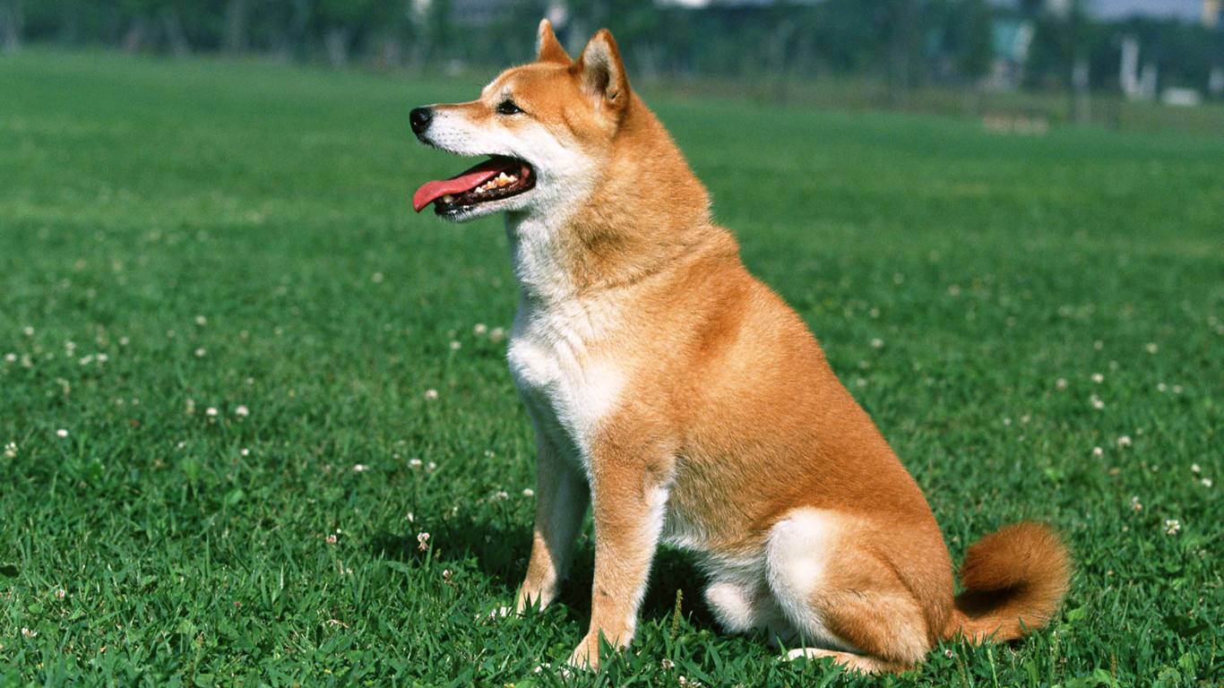 细小房间肯定传染吗(成功痊愈的狗狗细小的治疗方法）