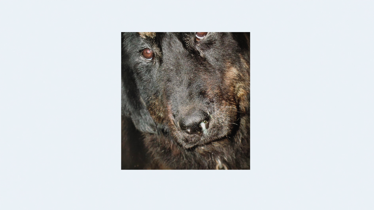 犬传染性支气管炎怎么治疗