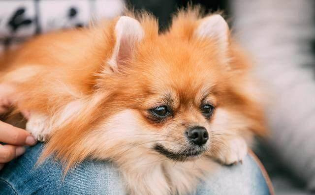 狗狗健康的表现有哪些