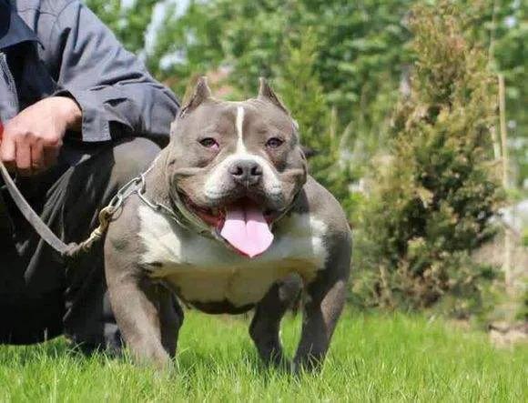 世界十大名犬排行榜