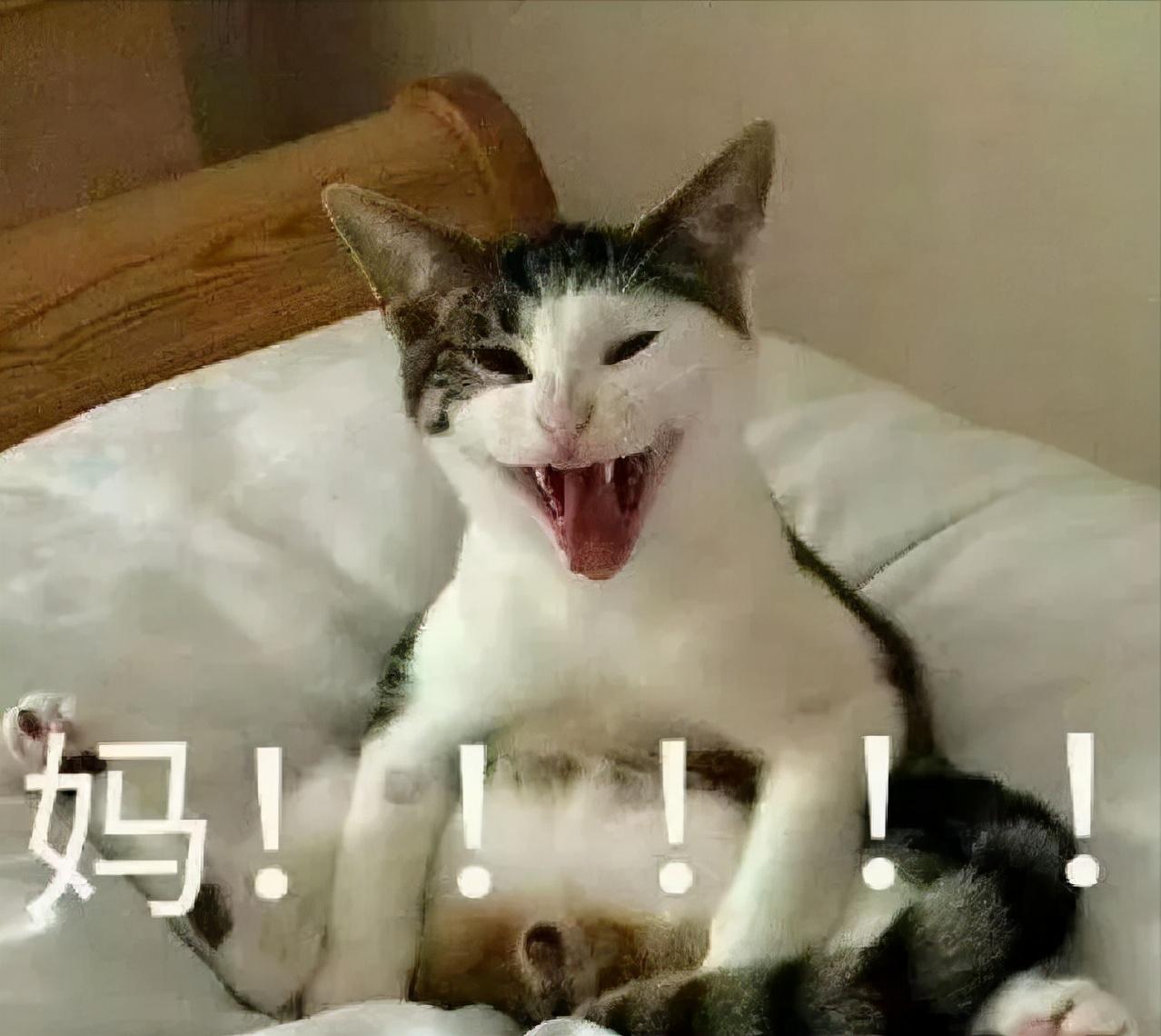 怎么用棉签帮助母猫解决发情