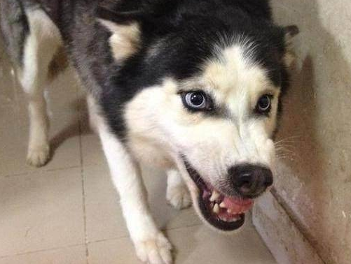 哈士奇怎么喂养方法