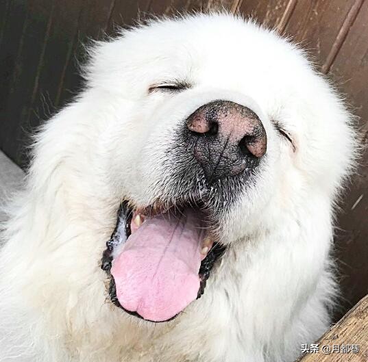 白熊犬多少钱一只