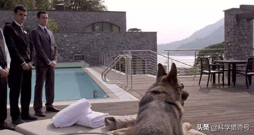 世界上最贵的犬多少钱