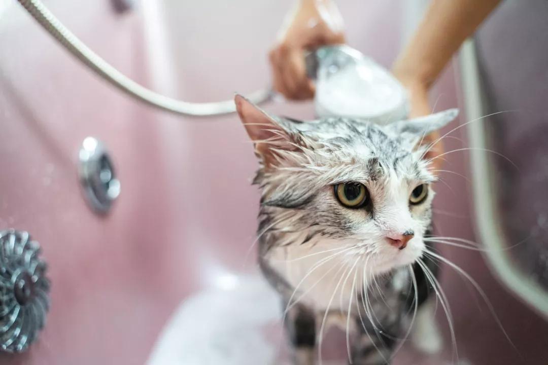 猫体内驱虫需要注意什么