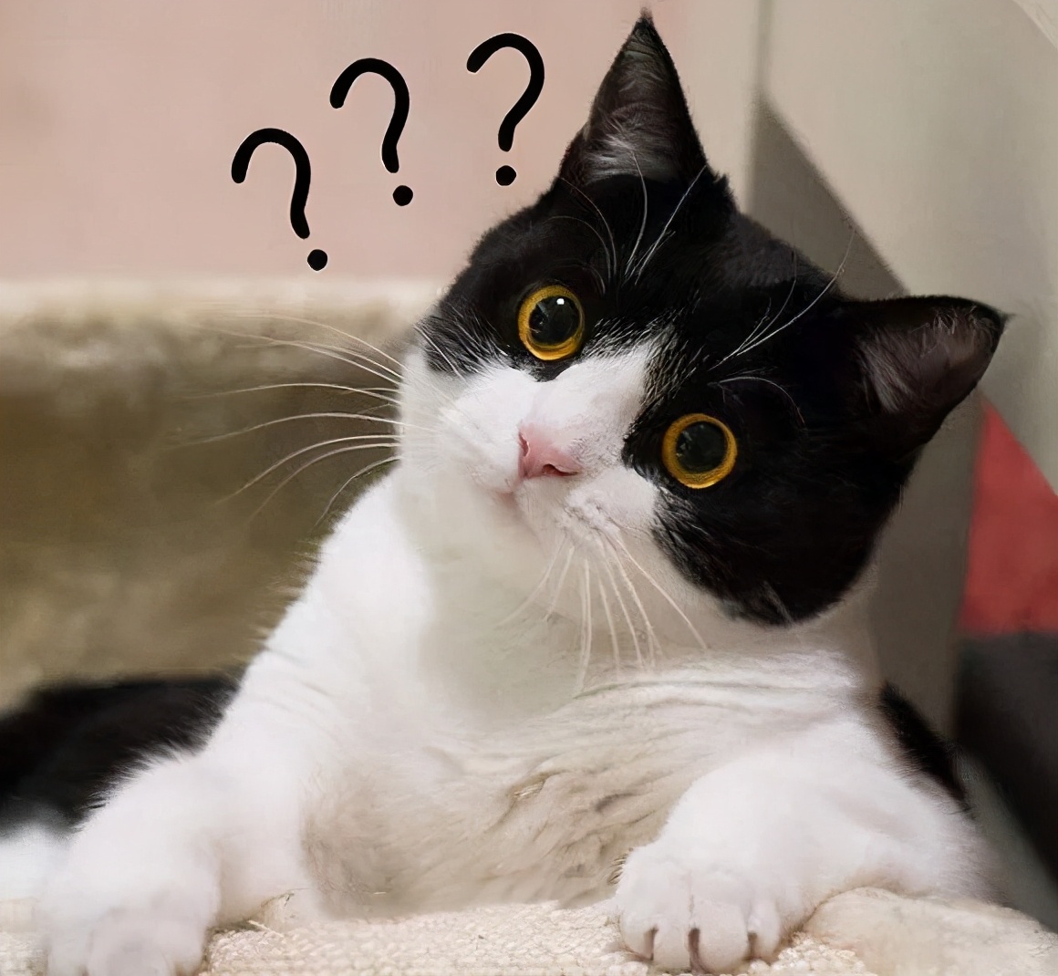 什么宠物猫容易养一些