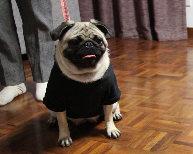 八哥狗狗掉毛怎么办啊