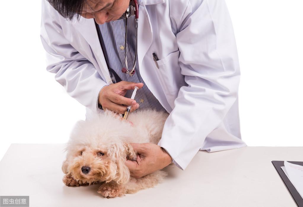 狗狗打疫苗期间可以驱虫吗