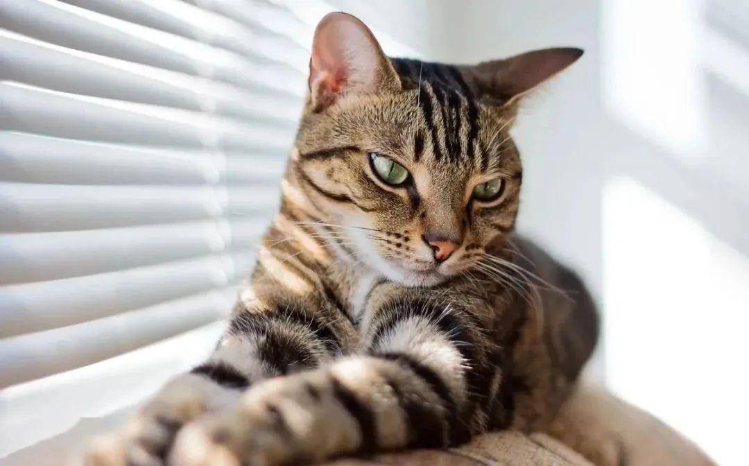 狸花猫是家猫还是宠物猫