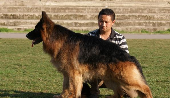 中国最好的长毛德牧