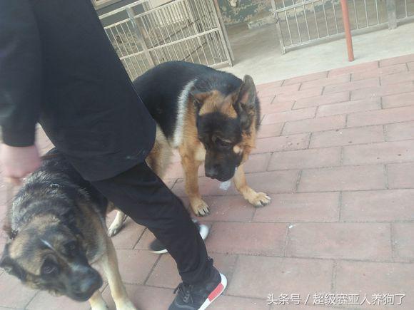 大头德牧好还是德牧好