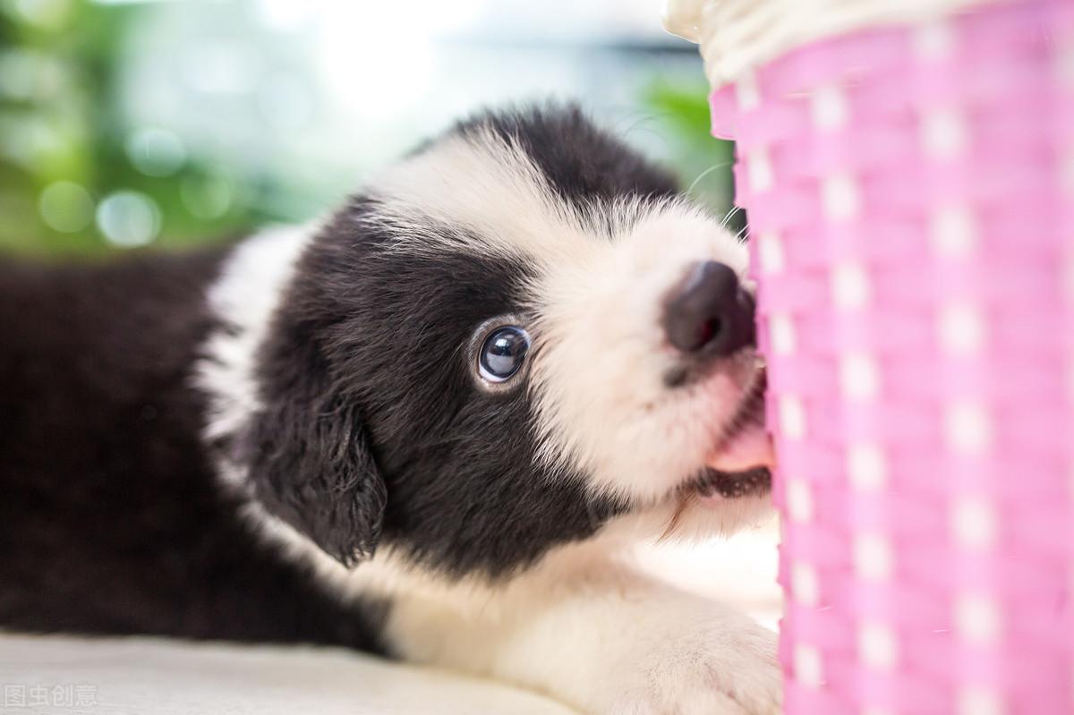 10只边牧7只咬人正常吗