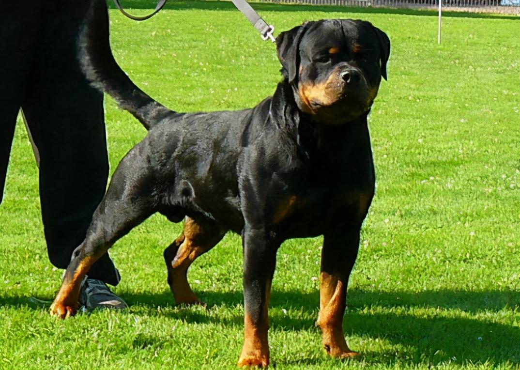 罗威纳价格一般多少