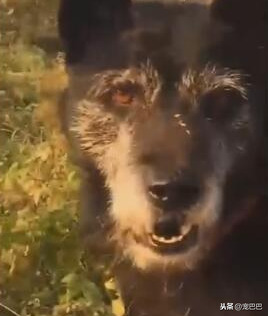 幽灵犬真的存在吗