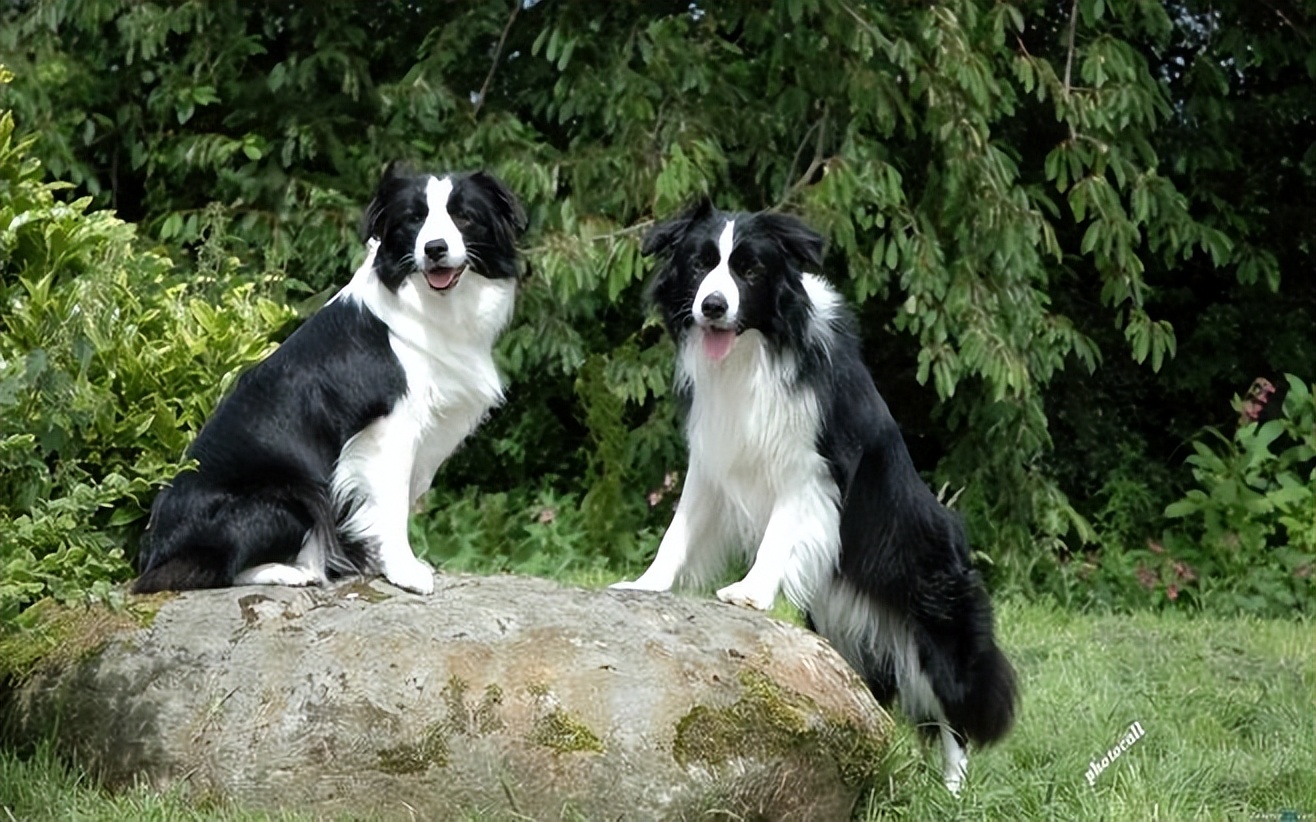 体型最大的犬种