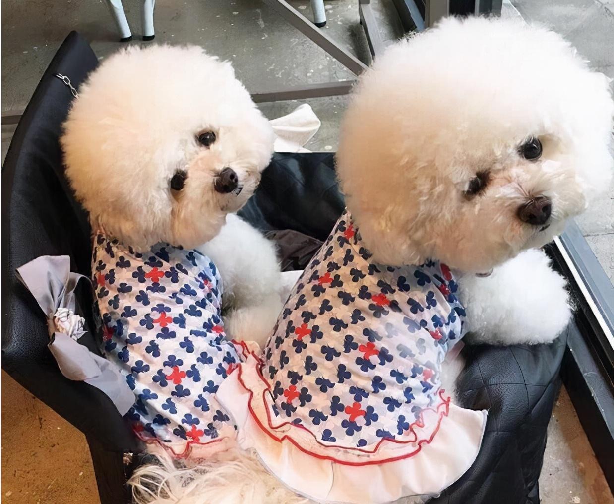 比熊公的好养还是母的好养