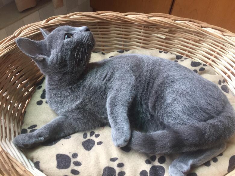 俄罗斯蓝白猫多少钱一只