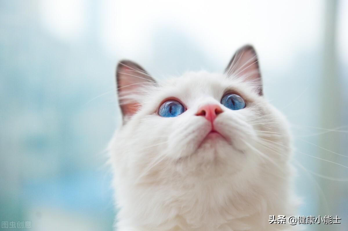 短毛布偶是什么品种