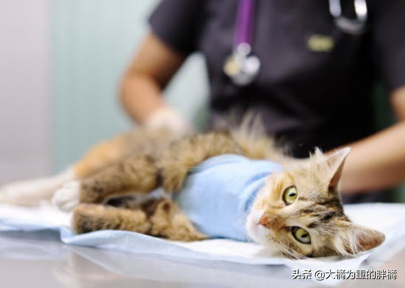 公猫几个月做绝育好