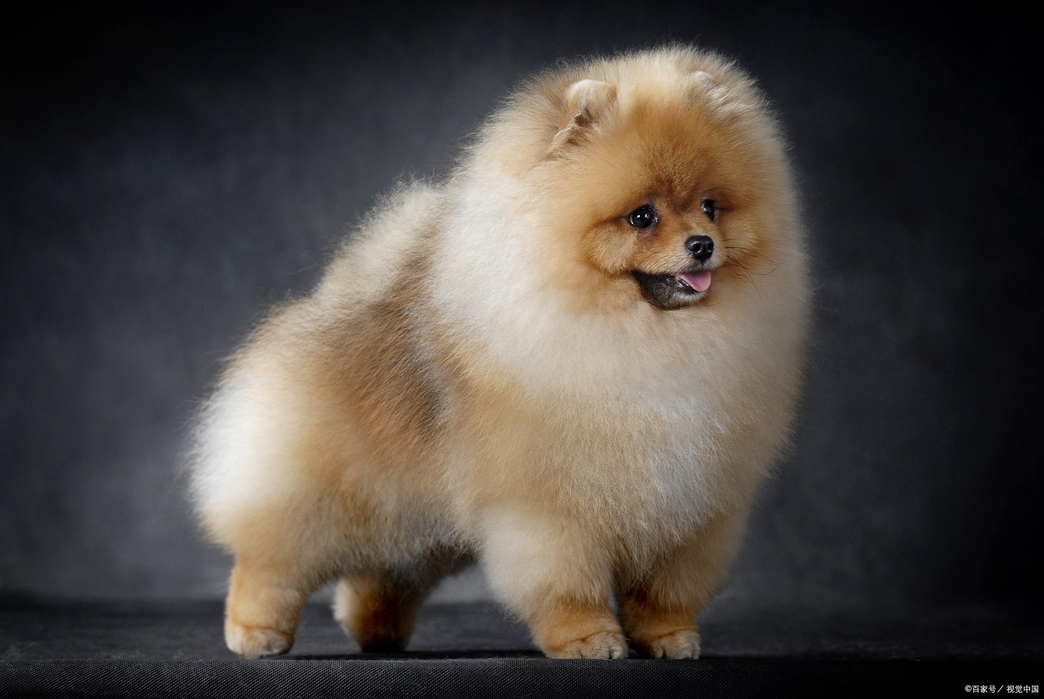 国美狗多少钱一只