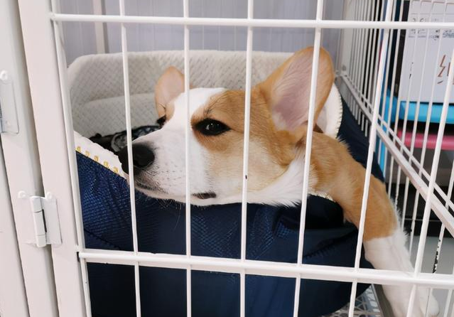 萨摩耶放养还是关笼子