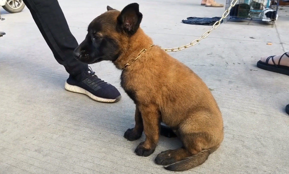 马犬价格多少钱一只