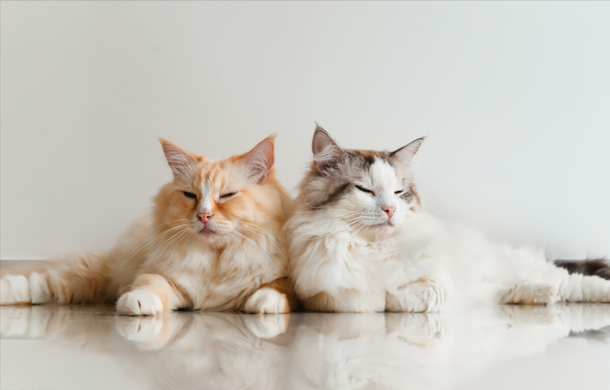 布偶猫多大能听懂人话