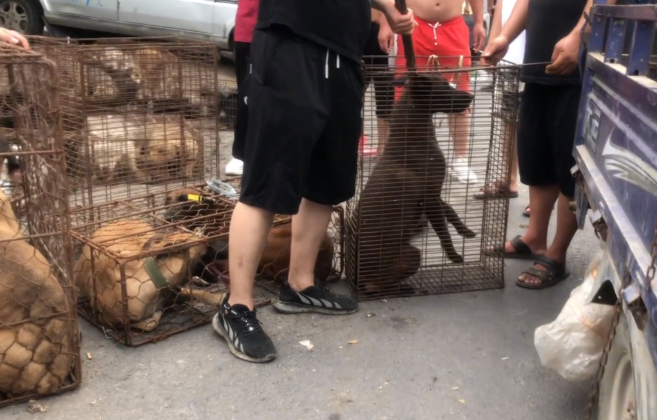 纯种马犬价格多少钱一只