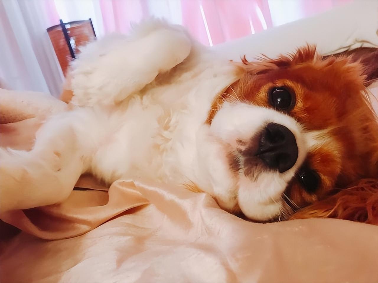 狗为什么不睡在狗窝里