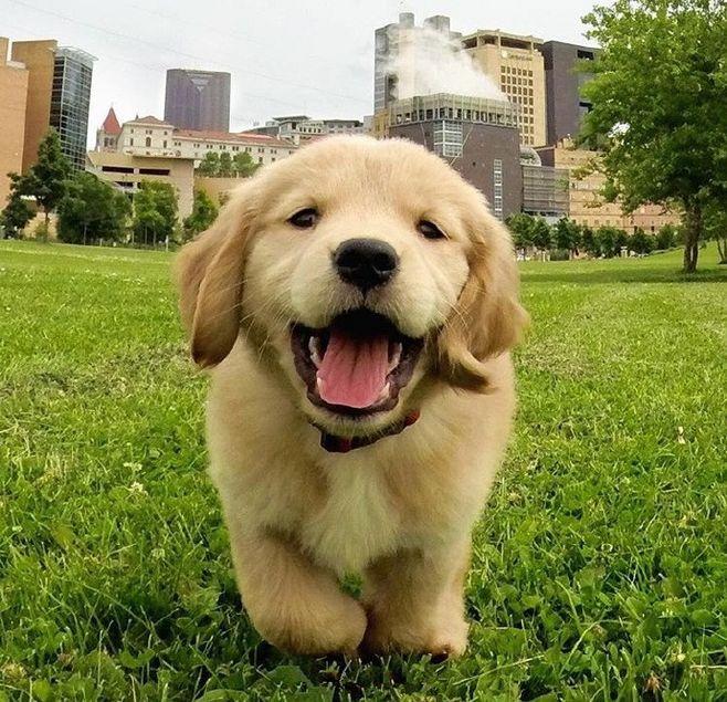 怎样训练金毛幼犬上厕所