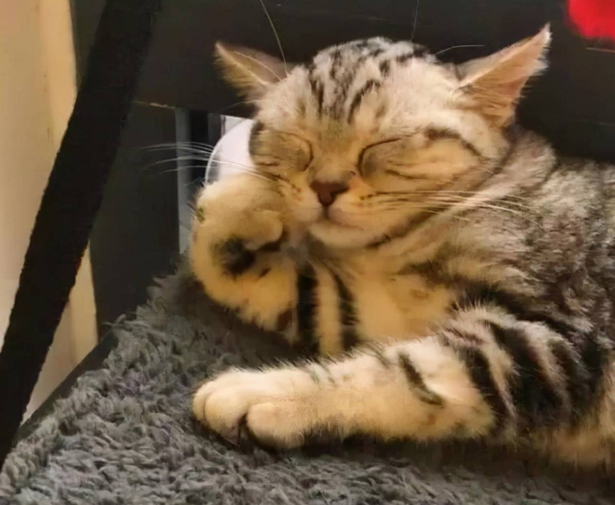 如何通过睡姿判断猫咪